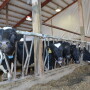DT_Dairy_Cows