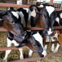 Dairy calves
