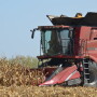 Corn harvest is in full swing.