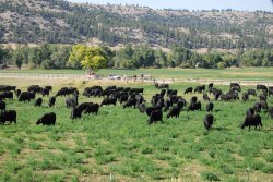 Beartooth Ranch