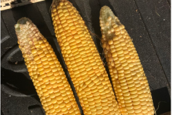 Minnesota corn is showing severe signs of nitrogen stress.