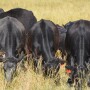 Drought stressed fescue