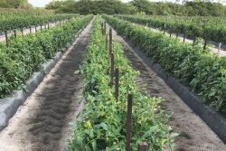 West Coast Tomato Shippers LLC has had “an unbelievable market for the last 3.5 months,” president Bob Spencer said in mid-February. The company started its tomato harvest in October and will continue through June 5.