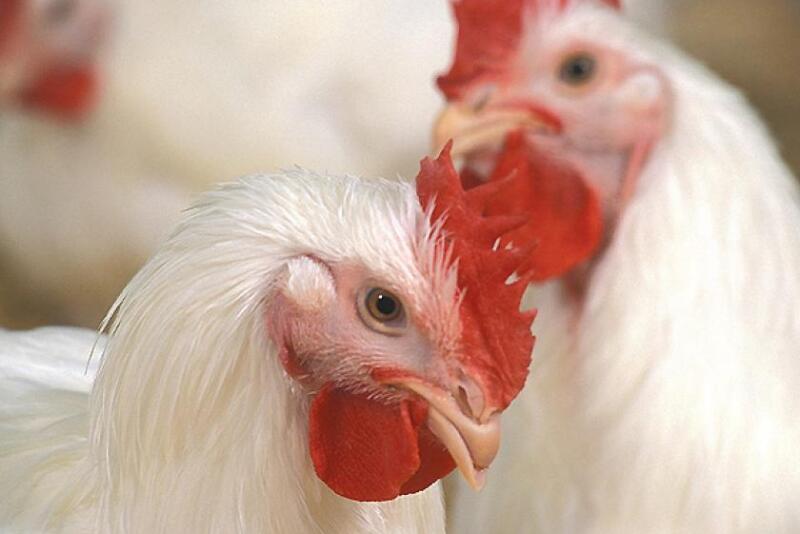 Broilers 3