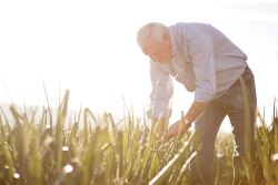 Delbert Bland, president and owner of Bland Farms, checks out the Vidalia onion crop. The company has put a number of safety regulations in place for H-2A workers in light of the COVID-19 pandemic, he says.
