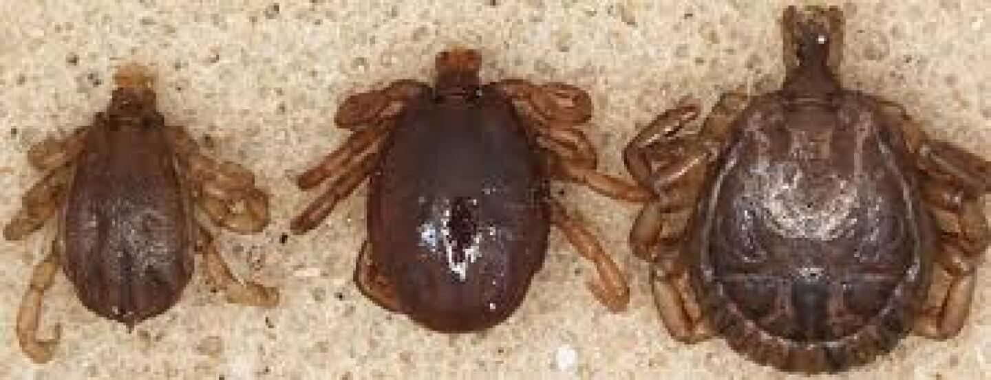 Cattle fever ticks carry bovine babesiosis, which is severe and often fatal. 