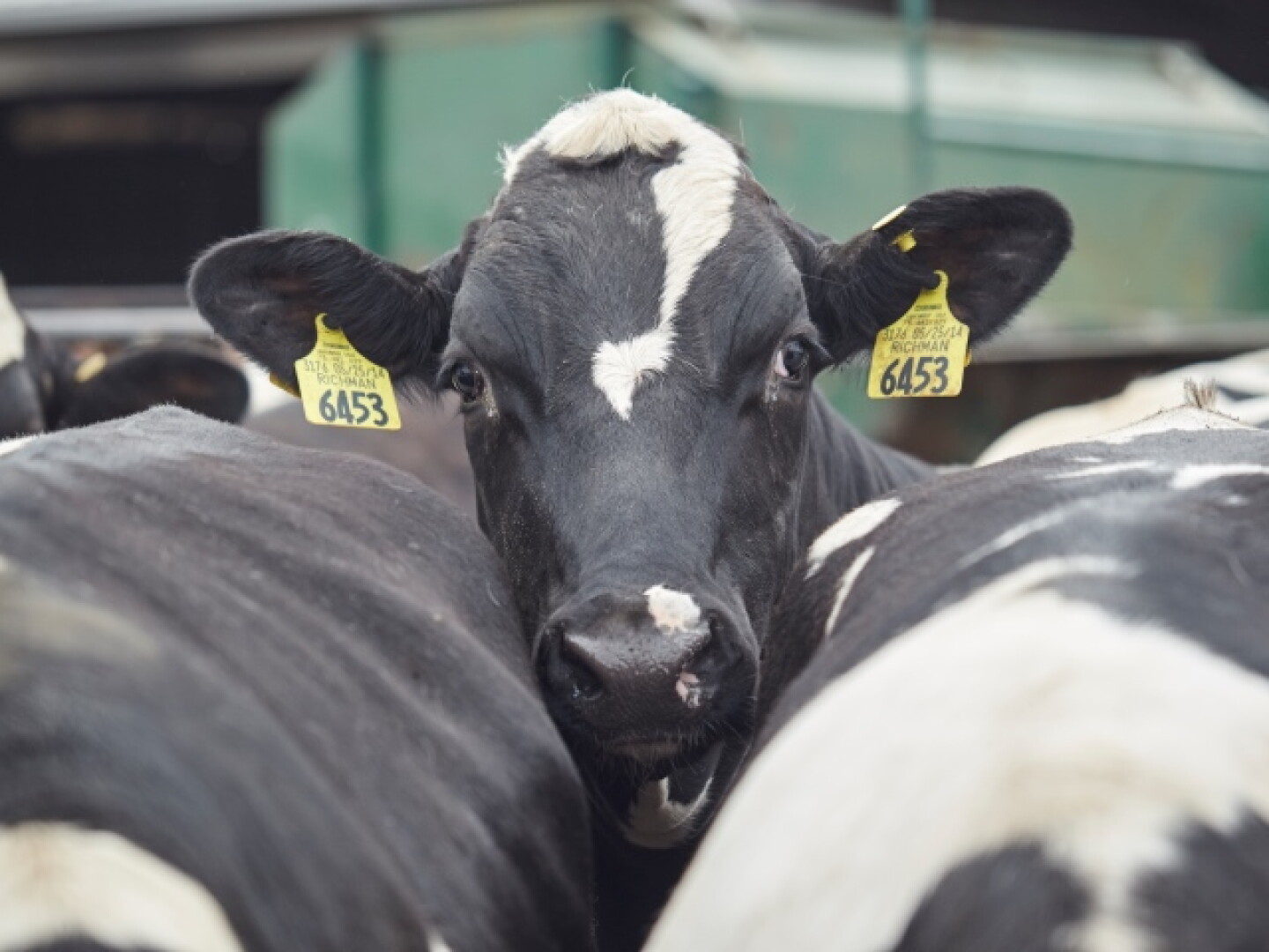 PurinaCattle_Dairy-Beef_091715