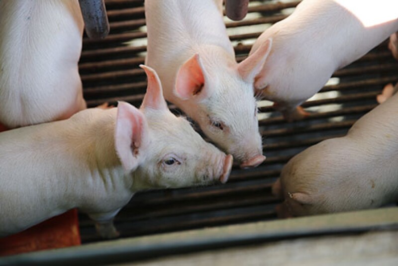  Pigs in nursery
