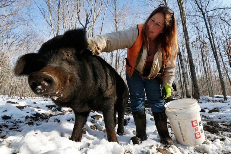 Susan Frank pets one of her mulefoot pigs at Dogpatch Farm in Washington, Maine. The American mulefoot hog was once the rarest of all U.S. livestock breeds, and they’re still listed as critically rare by the Livestock Conservancy.