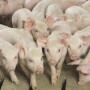 USDA Releases Its Quarterly Hogs and Pigs Report.

