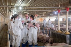 Veterinary students in pig barn