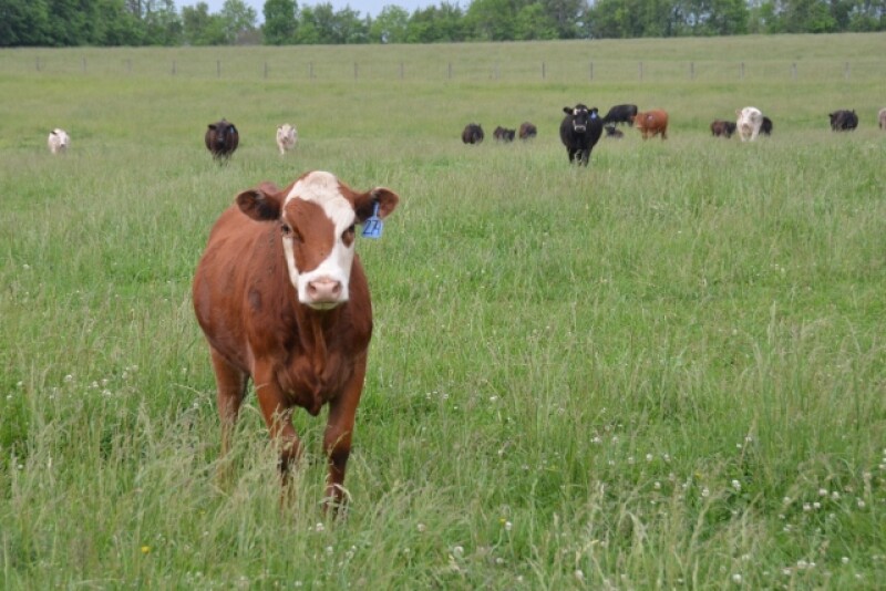 Drinking Water For Stocker Cattle On Wheat Pasture