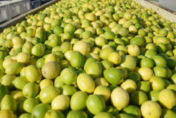 After a long wait, Argentina officials are celebrating that their lemons are headed to the U.S.