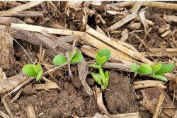 Soybeans survive early season frost