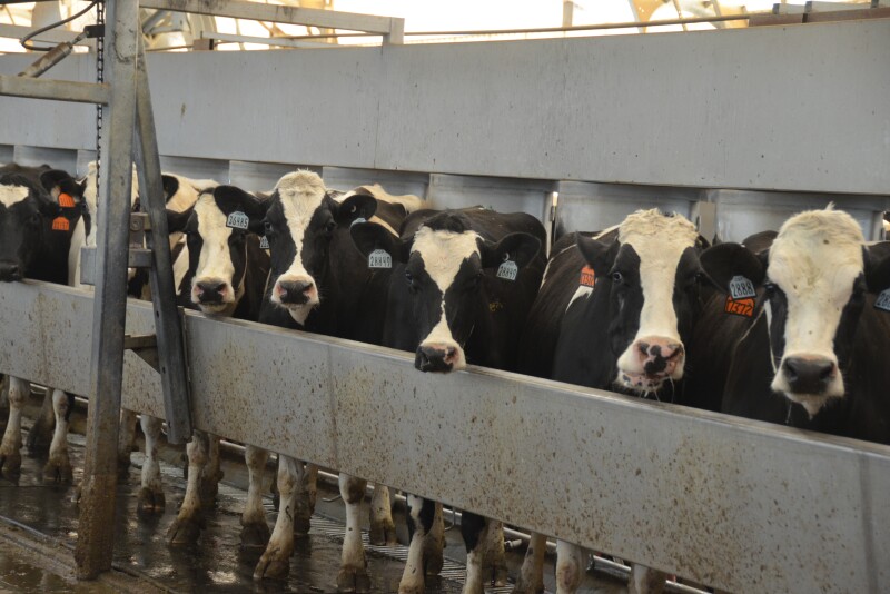 A team of scientists is asking for help with surveys they need dairy industry members and industry stakeholders to complete.