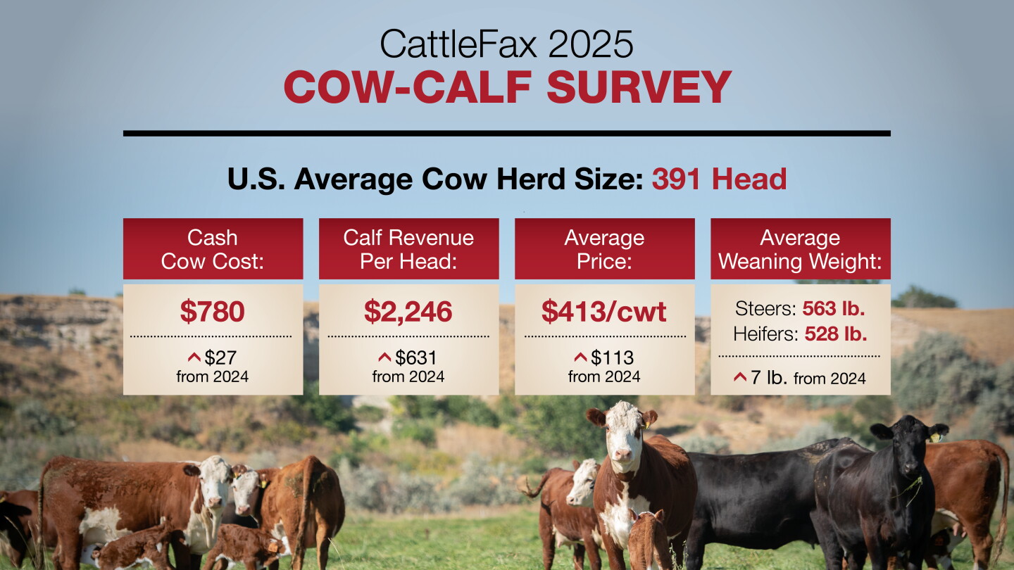 Fax Farm CattleFax 2025 Survey: Record $2,246 Calf Revenue Drives Historic Cow ...