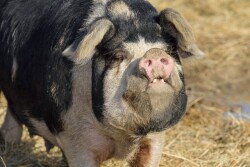 20150917_pasturepigs_pig300