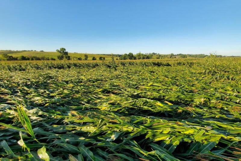 Both ERP and the previously announced Emergency Livestock Relief Program (ELRP) are funded by a bill President Biden signed into law in 2021. The law provided $10 billion from taxpayers to help agricultural producers impacted by wildfires, droughts, hurricanes, winter storms and other eligible disasters experienced during calendar years 2020 and 2021, of which $750 million is committed to livestock producers who experienced losses to drought or wildfire in calendar year 2021. 