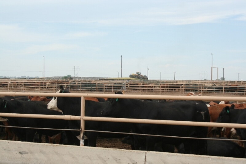 Tuberculosis can be transmitted from cattle to humans through respiratory particles.  