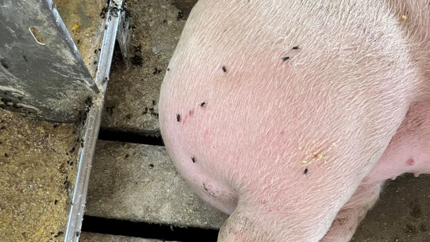 Small Pests, Bigger Threats: Flies and Gnats Spread Swine Rotaviruses ...