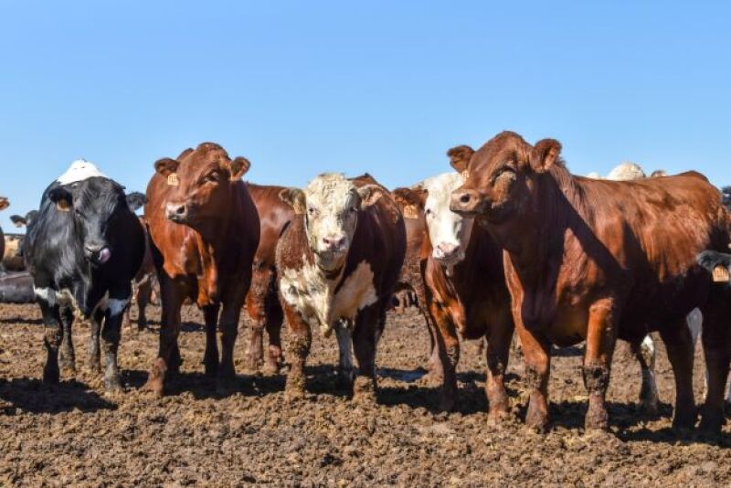 Feedlot
