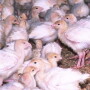 poultry