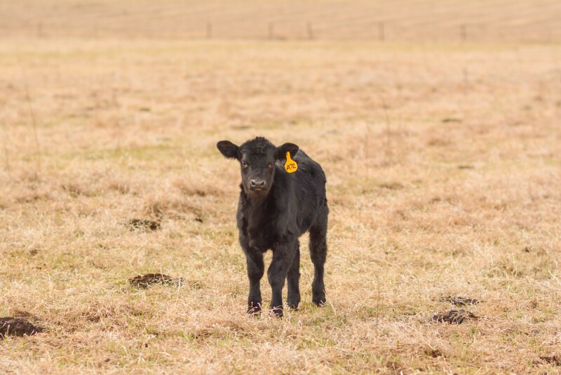 Angus calf