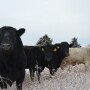 Beef bulls