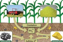 sulfur cycle2