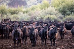 Morgan Ranches