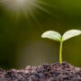 Growing plant by canva