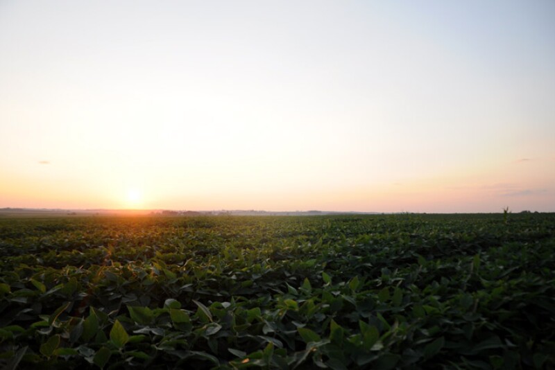 Illinois saw soybean condition ratings improve 4 points, now sitting at 64% good to excellent. However, Iowa and and Minnesota crop conditions went the opposite direction, with Iowa's crop now 61% good to excellent, a 4-point drop in a week.