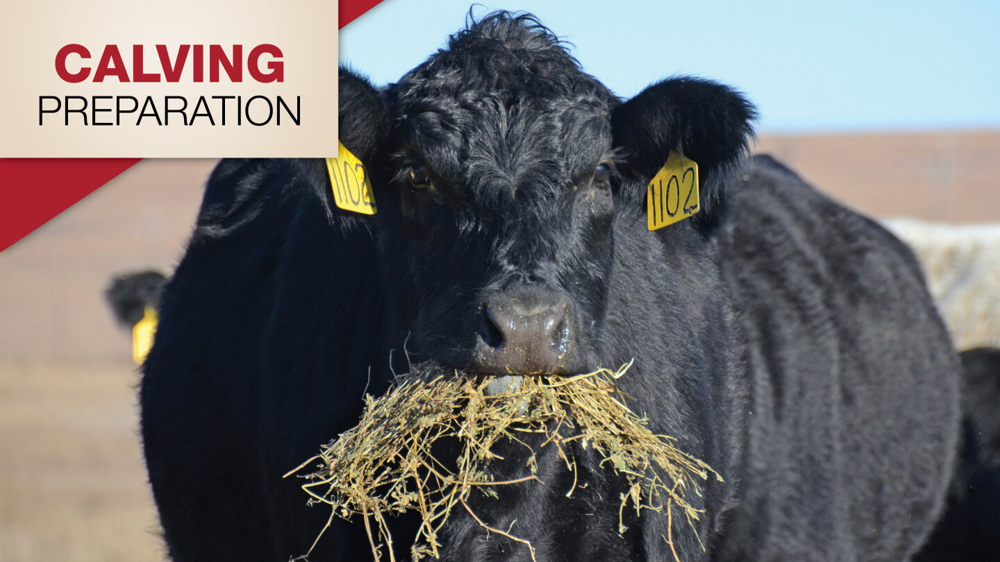 Calving Questions 3 Nutritional Questions to Consider Prior to Calving - Drovers