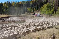 Utah sheep ranch