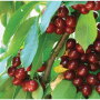 The California cherry crop looks “promising” for Wenatchee, Wash.-based Stemilt Growers LLC, Erick Stonebarger, general manager of Chinchiolo Stemilt California in Stockton said in early April. Most varieties had at least adequate chill hours during the growing season, however, the weather was dry, he says.