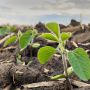 Soybean plants sprouting from the ground.