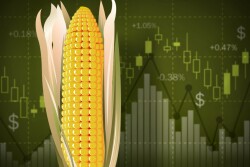 Markets Image Corn