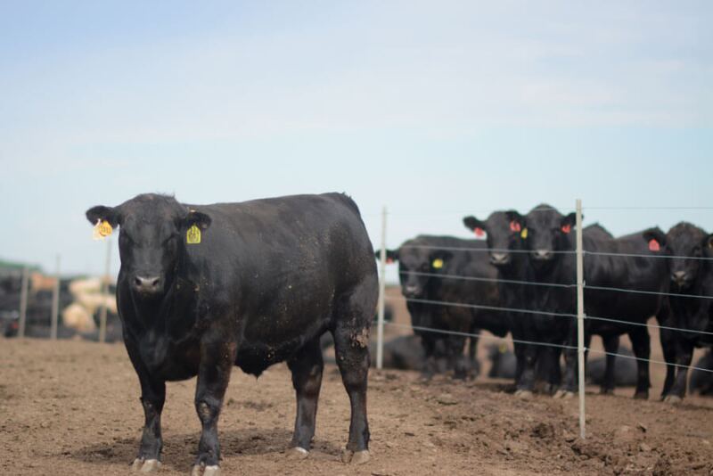 Fed cattle declined $7 to $10