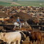 Green Plains Cattle Co. sells 50% interest.