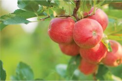 Viva Tierra Organic Inc. was winding down its California apple program in late October but will continue shipping a full spectrum of apple varieties from Washington until January to April, depending on variety, says Addie Pobst, organic integrity and logistics coordinator. Then the company will source from Chile and Argentina.