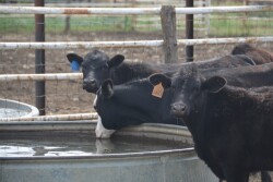 BT_Cattle_Water_Tank