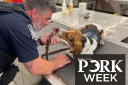 PORK Week 2023 - Beagle and CBP