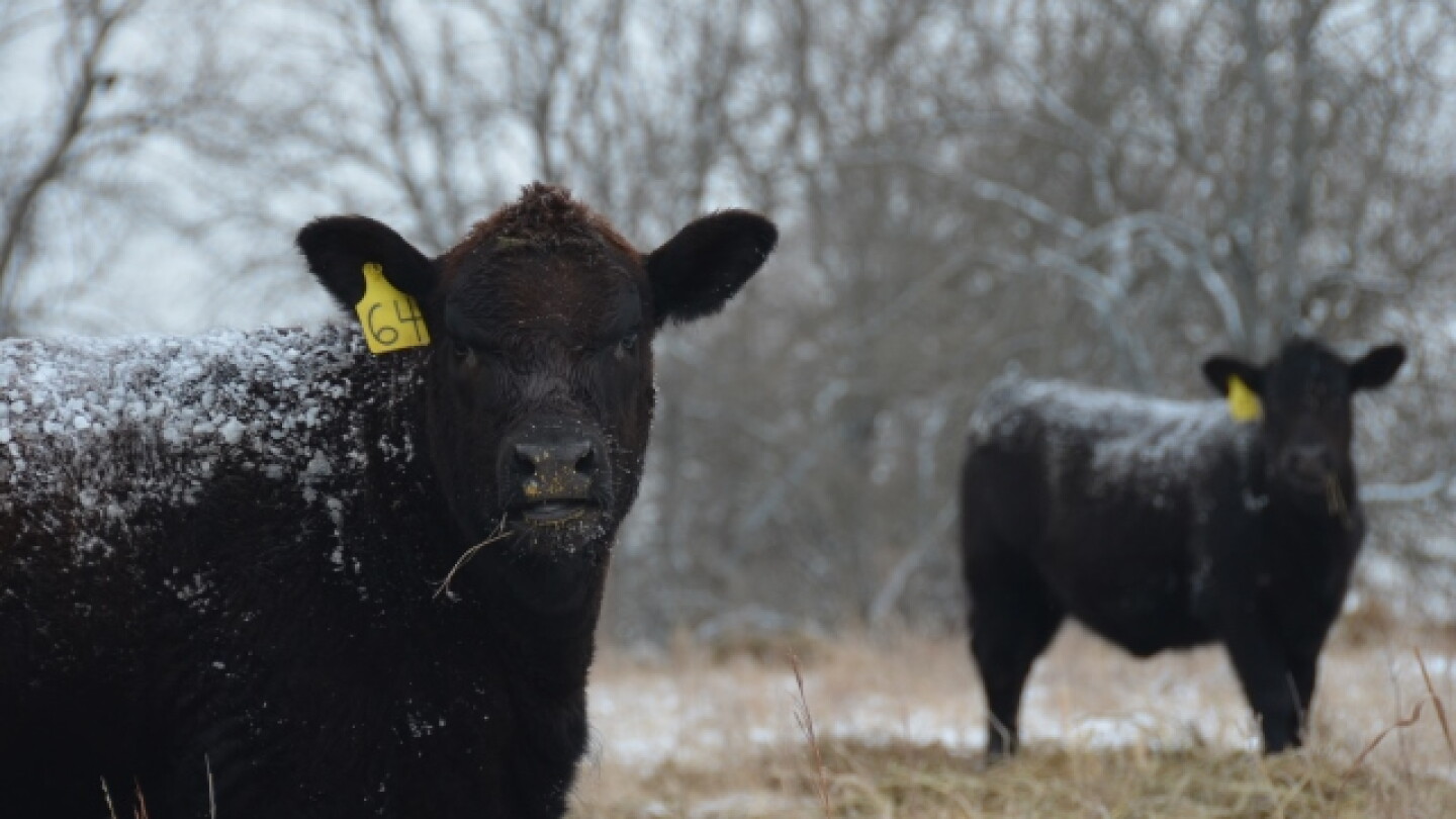 Calving and Cow Nutrition in Extreme Cold - Drovers