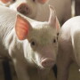 Proper management and nutrition can help weaned pigs overcome barriers and position them for long-term success.
