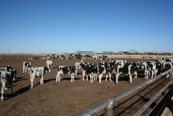 While pathogen exposure, environment and diet are similar, some of these cattle will contract BRD while others remain healthy, suggesting a genetic component to susceptibility or resistance.