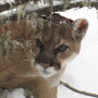 Mountain_Lion_Cougar