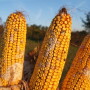 Moldy Corn - DSM
