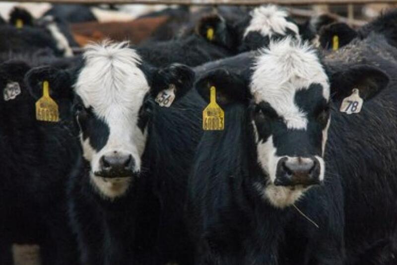 Black baldie feedlot
