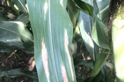 plant disease