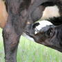 Planning and preparing for the calving season can help to minimize calf loss, increasing the percent calf crop at weaning. 